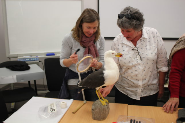 Two women vacuum cleaning a stuffed seagull.