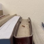 A row of books seen from the top and covered in dust.