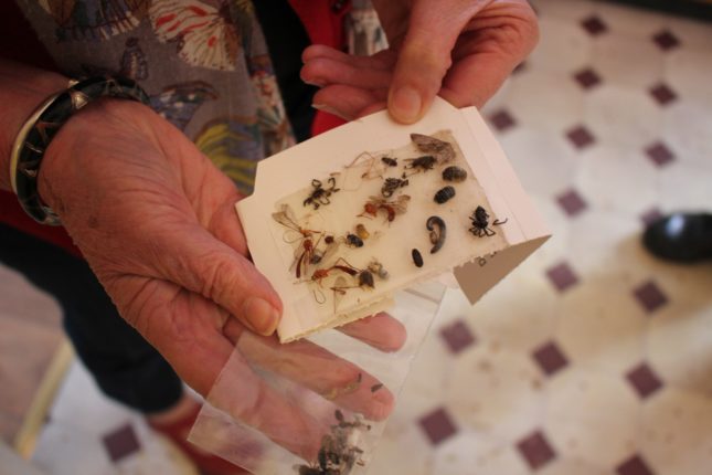 Hands showing a sticky trap filled with insects.