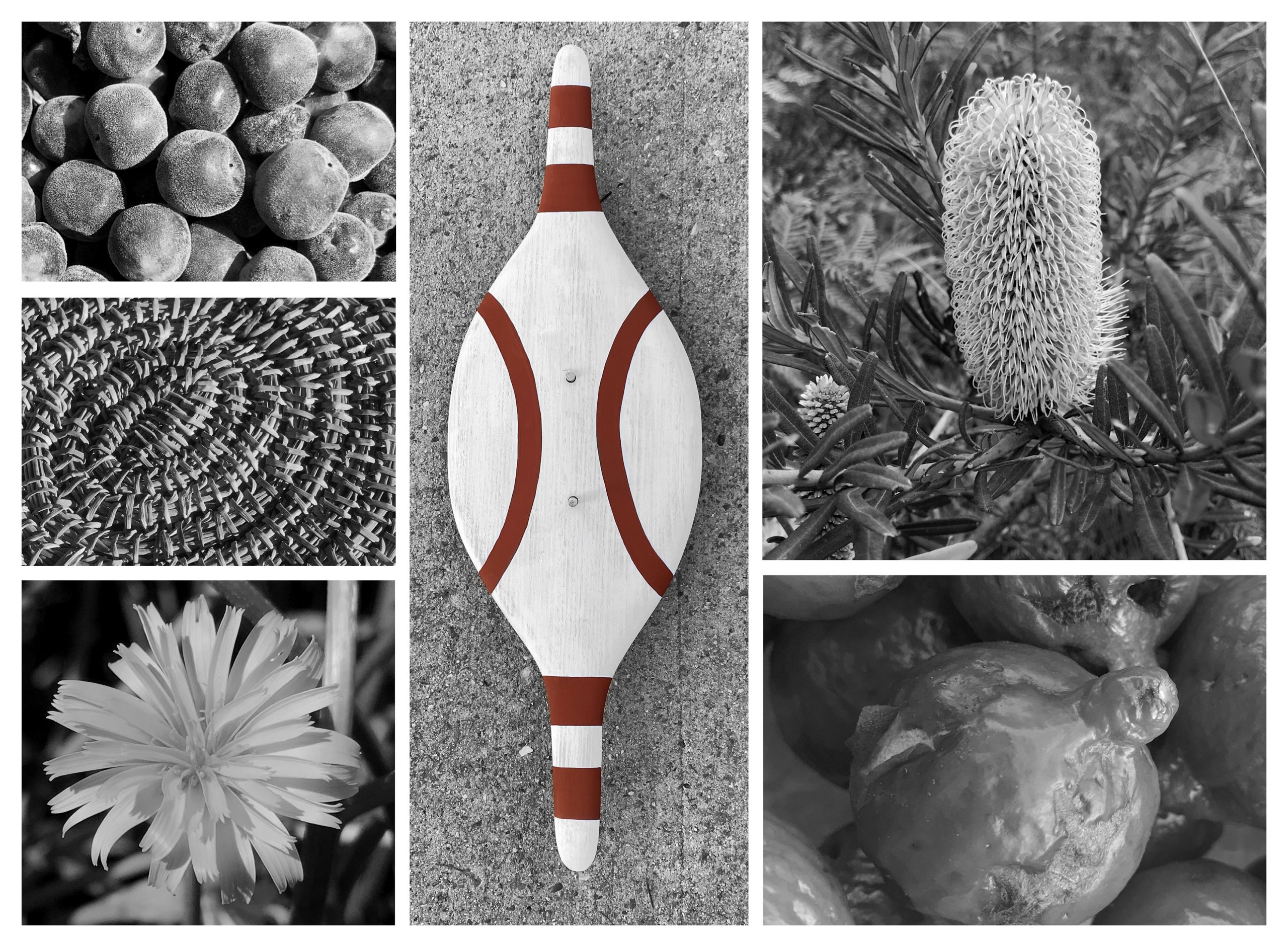 Kaurna Environment: Plants, Animals, Seasons, Culture & History